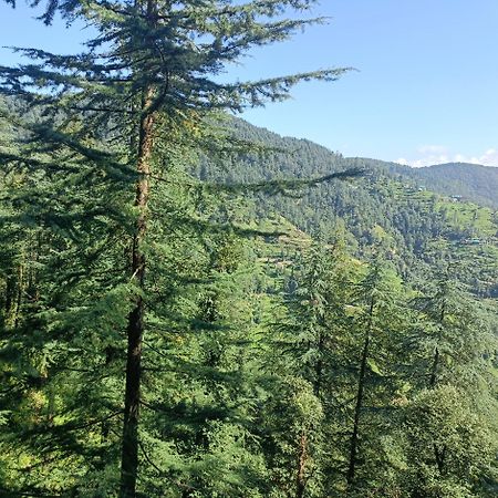 Peace Holiday Homestay Chail Dış mekan fotoğraf