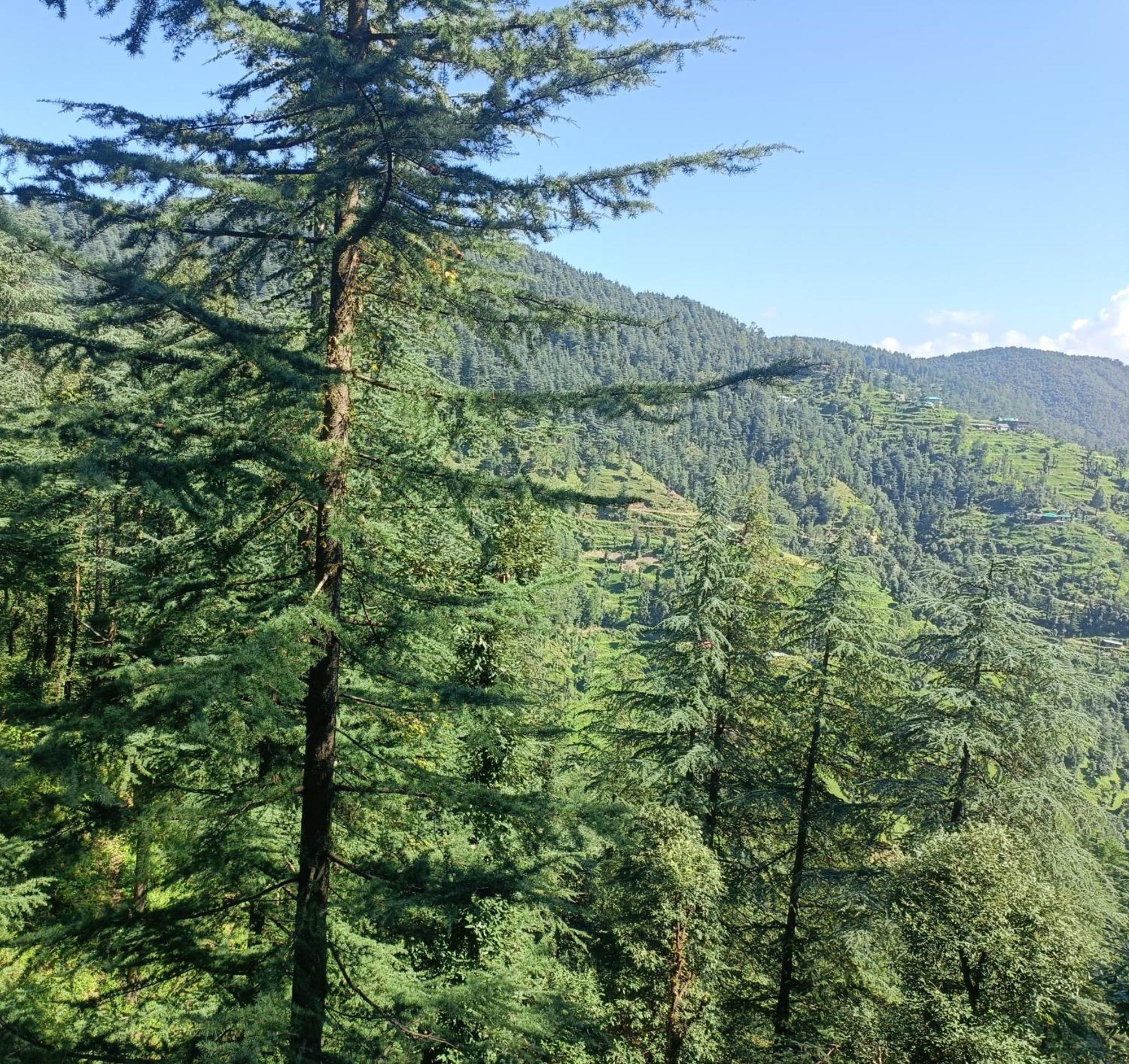 Peace Holiday Homestay Chail Dış mekan fotoğraf