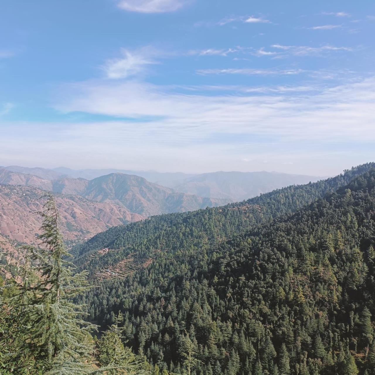 Peace Holiday Homestay Chail Dış mekan fotoğraf